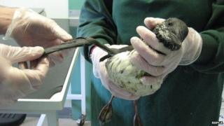 Guillemot bird covered in sticky goo