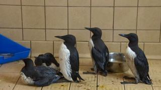 Rescued guillemots