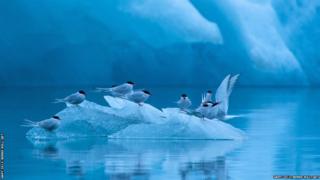 Birds resting on a floating ice island in a very cold setting