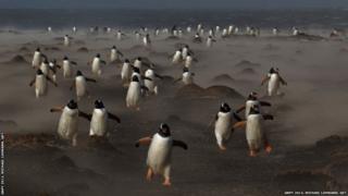 Penguins waddling around on ground in a smoky setting