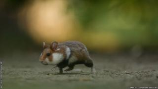 A mouse scurrying along a forest floor
