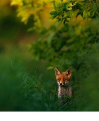 A fox peaking out behind a green and yellow bush