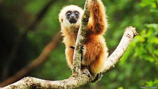 A gibbon on a tree