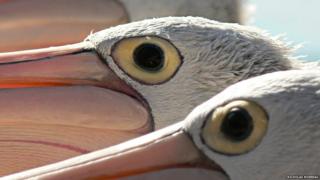 Two pelicans