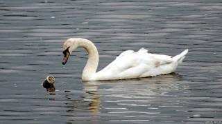 Swan and a fizzy drink can in water