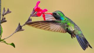 Colourful hummingbird sips nectar from a flower