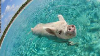 Pig takes a swim in the Bahamas