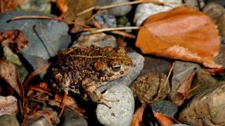 Natterjack toad