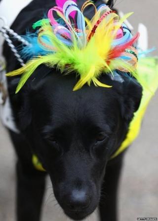 Guide dog in a hat at Ascot