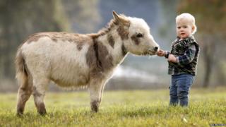 A micro miniature donkey meets a visitor