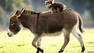 Micro miniature donkey gives a dog a ride