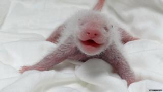 A newly-born panda cub