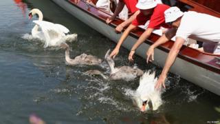 A group of people in a boat releasing swans into the water