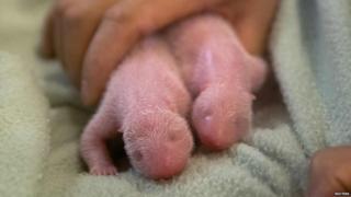Baby giant panda twins