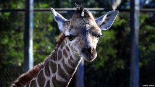 Baby giraffe