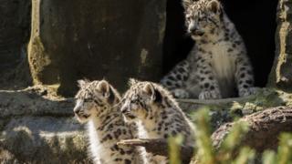 Snow leopards at Marwell Zooo