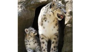 Baby snow leopard with its parent