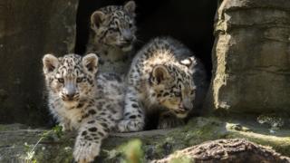 Snow leopards at Marwell Zooo