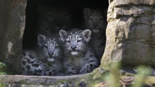 Snow leopards at Marwell Zooo