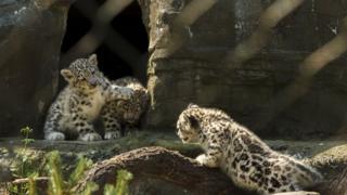 Snow leopards at Marwell Zooo
