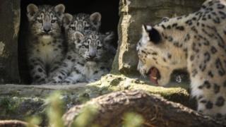 Snow leopards at Marwell Zooo