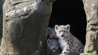 Snow leopards at Marwell Zooo