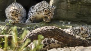 Snow leopards at Marwell Zooo
