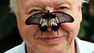 Sir David Attenborough with a Great Mormon Butterfly on his nose.