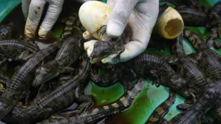 Baby crocodile hatching
