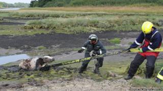 Cow being pulled out of mud