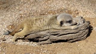 Meerkat
