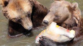 Two bears