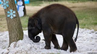 Elephant in snow