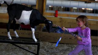 A girl encourages a goat across and obstacle course at the Cattaraugus County Fair in Little Valley, New York.