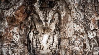 "Portrait of an Eastern Screech Owl"