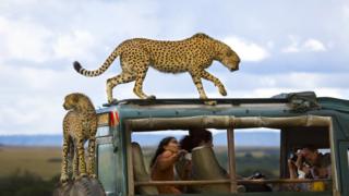 Third prize image of cheetahs taken by Yanai Bonneh