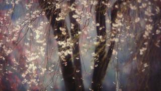 A picture of cherry blossom in Japan.