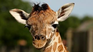 A baby giraffe born at the Woburn Safari Park in Bedfordshire.