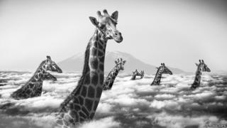 Giraffes with heads in clouds