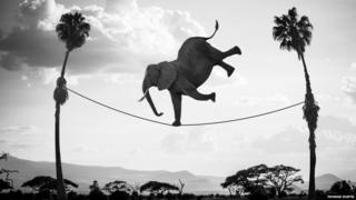 elephant on a tightrope