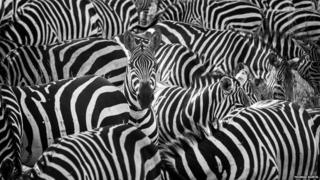 A zebra pops up to say hello.