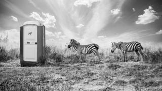 Two zebra queuing up for the toilets
