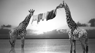 Giraffes with a washing line