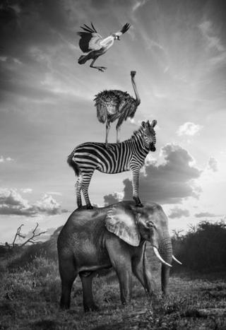 Animals making a pyramid