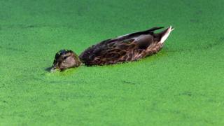 duck