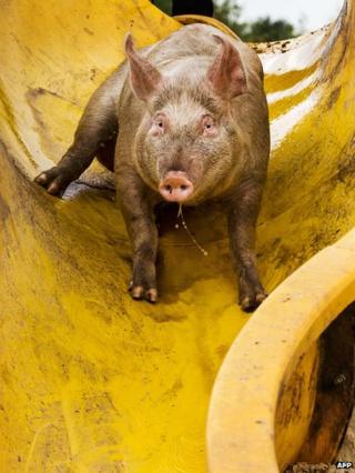 A pig uses a slide to get into the mud pool at a farm in Bathmen on August 6, 2013.
