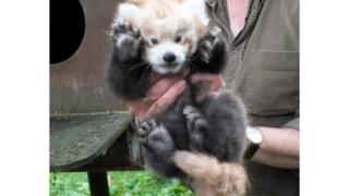 red panda