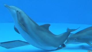 Dolphin giving birth