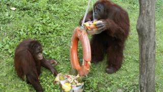 Orangutans eating fruit