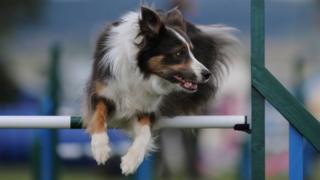 Dog jumping in contest